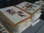 Herbarium - finished mounts