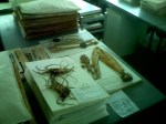 Herbarium - mounting room