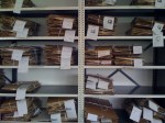 Herbarium - specimens awaiting collection